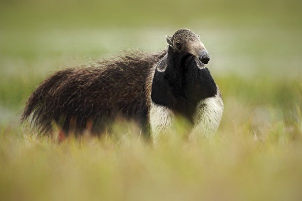 Mravenečník velký (Myrmecophaga tridactyla), Mravenečník velký (Myrmecophaga tridactyla) Giant Anteater, Autor: Ondřej Prosický | NaturePhoto.cz, Model: Canon EOS 5D Mark II, Objektiv: Canon EF 500mm f/4 L IS USM, Ohnisková vzdálenost (EQ35mm): 500 mm, fotografováno z ruky, Clona: 5.0, Doba expozice: 1/2000 s, ISO: 320, Kompenzace expozice: -2/3, Blesk: Ne, Vytvořeno: 10. září 2011 11:21:27, Barranco Alto, Pantanal (Brazílie)