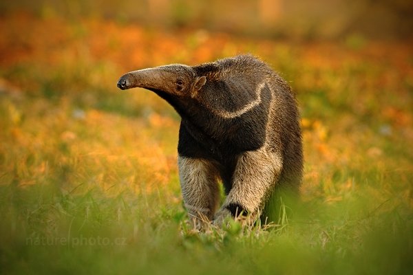 Mravenečník velký (Myrmecophaga tridactyla), Mravenečník velký (Myrmecophaga tridactyla) Giant Anteater, Autor: Ondřej Prosický | NaturePhoto.cz, Model: Canon EOS-1D Mark III, Objektiv: Canon EF 500mm f/4 L IS USM, Ohnisková vzdálenost (EQ35mm): 650 mm, fotografováno z ruky, Clona: 7.1, Doba expozice: 1/160 s, ISO: 640, Kompenzace expozice: -2/3, Blesk: Ne, Vytvořeno: 14. září 2011 17:23:37, Barranco Alto, Pantanal (Brazílie)