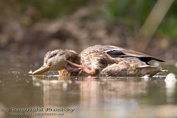 Kachna divoká (Anas platyrhynchos), Autor: Ondřej Prosický, Model aparátu: Canon EOS 20D, Objektiv: Canon EF 400mm f/5.6 L USM, Ohnisková vzdálenost: 400.00 mm, Clona: 6.30, Doba expozice: 1/320 s, ISO: 200, Vyvážení expozice: 0.33, Blesk: Ne, Vytvořeno: 10. září 2005 15:00:24, NPR Kačák u Kladna (ČR)