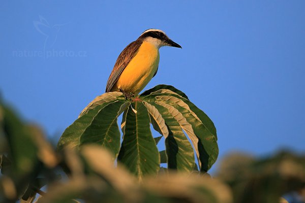 Tyran bentevi (Pitangus sulphuratus), Tyran bentevi (Pitangus sulphuratus) Great Kiskadee, Autor: Ondřej Prosický | NaturePhoto.cz, Model: Canon EOS 5D Mark II, Objektiv: Canon EF 500mm f/4 L IS USM, Ohnisková vzdálenost (EQ35mm): 500 mm, fotografováno z ruky, Clona: 4.5, Doba expozice: 1/4000 s, ISO: 640, Kompenzace expozice: -2/3, Blesk: Ne, 14. září 2011 6:08:32, Barranco Alto, Pantanal (Brazílie) 