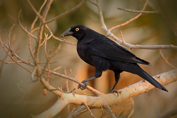 Vlhovec velký (Molothrus oryzivorus) , Vlhovec velký (Molothrus oryzivorus) Giant Cowbird, Autor: Ondřej Prosický | NaturePhoto.cz, Model: Canon EOS-1D Mark III, Objektiv: Canon EF 500mm f/4 L IS USM, Ohnisková vzdálenost (EQ35mm): 650 mm, fotografováno z ruky, Clona: 6.3, Doba expozice: 1/80 s, ISO: 800, Kompenzace expozice: 0, Blesk: Ne, 8. září 2011 6:28:53, Barranco Alto, Pantanal (Brazílie)