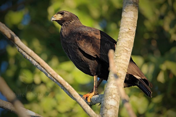 Káně velká (Buteogallus urubitinga), Káně velká (Buteogallus urubitinga) Great Black-Hawk, Autor: Ondřej Prosický | NaturePhoto.cz, Model: Canon EOS 5D Mark II, Objektiv: Canon EF 500mm f/4 L IS USM, Ohnisková vzdálenost (EQ35mm): 700 mm, fotografováno z ruky, Clona: 7.1, Doba expozice: 1/500 s, ISO: 400, Kompenzace expozice: -2/3, Blesk: Ne, 12. září 2011 6:45:33, Barranco Alto, Pantanal (Brazílie)  