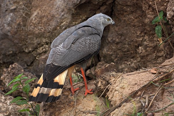 Káně dlouhonohá (Geranospiza caerulescens), Káně dlouhonohá (Geranospiza caerulescens) Crane Hawk, Autor: Ondřej Prosický | NaturePhoto.cz, Model: Canon EOS 5D Mark II, Objektiv: Canon EF 500mm f/4 L IS USM, Ohnisková vzdálenost (EQ35mm): 500 mm, fotografováno z ruky, Clona: 5.0, Doba expozice: 1/500 s, ISO: 800, Kompenzace expozice: -2/3, Blesk: Ne, 4. září 2011 6:46:23, Barranco Alto, Pantanal (Brazílie) 