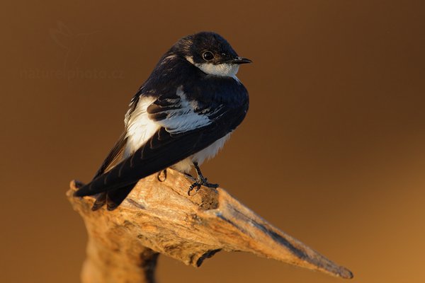 Vlaštovka modrobílá (Pygochelidon cyanoleuca), Vlaštovka modrobílá (Pygochelidon cyanoleuca) Blue-and-white Swallow,  Autor: Ondřej Prosický | NaturePhoto.cz, Model: Canon EOS-1D Mark III, Objektiv: Canon EF 500mm f/4 L IS USM, Ohnisková vzdálenost (EQ35mm): 910 mm, fotografováno z ruky, Clona: 5.6, Doba expozice: 1/640 s, ISO: 500, Kompenzace expozice: -1/3, Blesk: Ne, 2. září 2011 12:33:25, Barranco Alto, Pantanal (Brazílie)
 