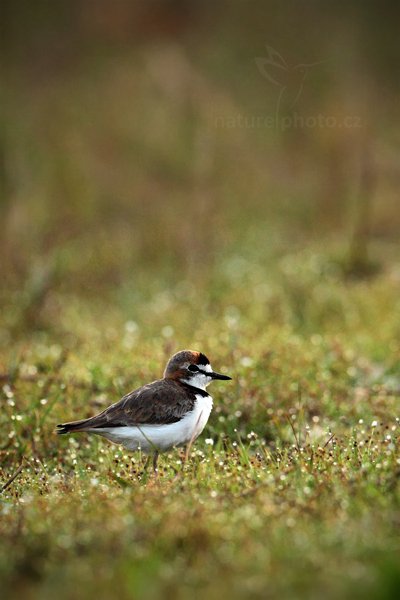 Kulík límcový (Charadrius collaris), Kulík límcový (Charadrius collaris) Collared Plover, Autor: Ondřej Prosický | NaturePhoto.cz, Model: Canon EOS 5D Mark II, Objektiv: Canon EF 500mm f/4 L IS USM, Ohnisková vzdálenost (EQ35mm): 500 mm, fotografováno z ruky, Clona: 5.0, Doba expozice: 1/1000 s, ISO: 1250, Kompenzace expozice: -1, Blesk: Ne, 7. září 2011 6:06:21, Barranco Alto, Pantanal (Brazílie) 