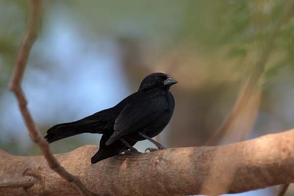 Vlhovec pastvinný (Molothrus rufoaxillaris), Vlhovec pastvinný (Molothrus rufoaxillaris) Screaming Cowbird, Autor: Ondřej Prosický | NaturePhoto.cz, Model: Canon EOS 5D Mark II, Objektiv: Canon EF 500mm f/4 L IS USM, Ohnisková vzdálenost (EQ35mm): 500 mm, fotografováno z ruky, Clona: 8.0, Doba expozice: 1/60 s, ISO: 250, Kompenzace expozice: 0, Blesk: Ano, 6. září 2011 14:05:35, Barranco Alto, Pantanal (Brazílie) 