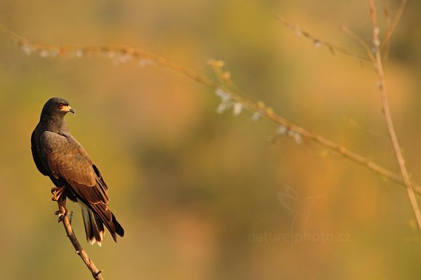 Luněc bažinný (Rostrhamus sociabilis), Luněc bažinný (Rostrhamus sociabilis) Snail Kite,  Autor: Ondřej Prosický | NaturePhoto.cz, Model: Canon EOS 5D Mark II, Objektiv: Canon EF 500mm f/4 L IS USM, Ohnisková vzdálenost (EQ35mm): 700 mm, fotografováno z ruky, Clona: 7.1, Doba expozice: 1/500 s, ISO: 400, Kompenzace expozice: -1/3, Blesk: Ne, 5. září 2011 16:29:09, Barranco Alto, Pantanal (Brazílie)
