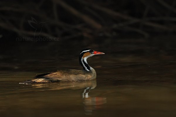 Chřástalec malý (Heliornis fulica) , Chřástalec malý (Heliornis fulica) Sungrebe, Autor: Ondřej Prosický | NaturePhoto.cz, Model: Canon EOS-1D Mark III, Objektiv: Canon EF 500mm f/4 L IS USM, Ohnisková vzdálenost (EQ35mm): 650 mm, fotografováno z ruky, Clona: 8.0, Doba expozice: 1/2000 s, ISO: 500, Kompenzace expozice: 0, Blesk: Ne, 7. září 2011 10:13:18, Barranco Alto, Pantanal (Brazílie)