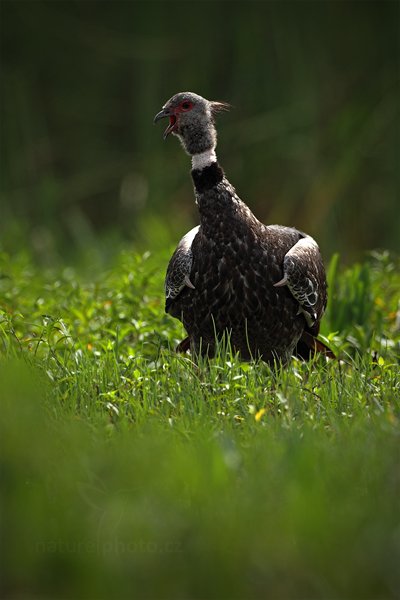 Čája obojková (Chauna torquata), Čája obojková (Chauna torquata), Autor: Ondřej Prosický | NaturePhoto.cz, Model: Canon EOS 5D Mark II, Objektiv: Canon EF 500mm f/4 L IS USM, Ohnisková vzdálenost (EQ35mm): 500 mm, fotografováno z ruky, Clona: 5.0, Doba expozice: 1/1600 s, ISO: 320, Kompenzace expozice: -2/3, Blesk: Ne, 10. září 2011 9:22:42, Barranco Alto, Pantanal (Brazílie)
