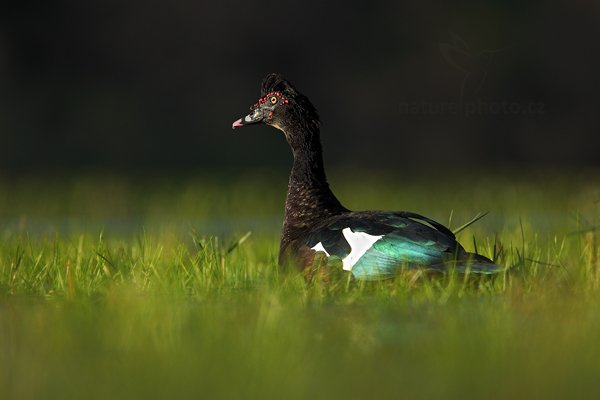 Pižmovka velká (Cairina moschata), Pižmovka velká (Cairina moschata) Muscovy Duck, Autor: Ondřej Prosický | NaturePhoto.cz, Model: Canon EOS 5D Mark II, Objektiv: Canon EF 500mm f/4 L IS USM, Ohnisková vzdálenost (EQ35mm): 700 mm, fotografováno z ruky, Clona: 7.1, Doba expozice: 1/800 s, ISO: 800, Kompenzace expozice: 0, Blesk: Ne, 12. září 2011 6:37:37, Barranco Alto, Pantanal (Brazílie) 