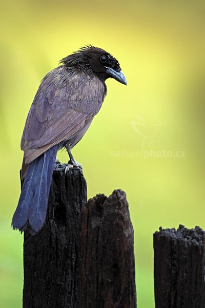 Sojka lesní (Cyanocorax cyanomelas), Sojka lesní (Cyanocorax cyanomelas) Purplish Jay,  Autor: Ondřej Prosický | NaturePhoto.cz, Model: Canon EOS 5D Mark II, Objektiv: Canon EF 500mm f/4 L IS USM, Ohnisková vzdálenost (EQ35mm): 500 mm, fotografováno z ruky, Clona: 5.0, Doba expozice: 1/320 s, ISO: 1600, Kompenzace expozice: 0, Blesk: Ne, 9. září 2011 13:40:15, Barranco Alto, Pantanal (Brazílie)
