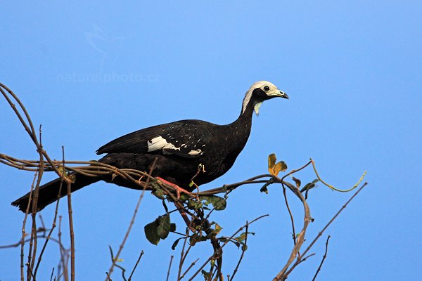 Guan modrohrdlý (Pipile cumanensis), Guan modrohrdlý (Pipile cumanensis) Blue-throated Piping Guan, Autor: Ondřej Prosický | NaturePhoto.cz, Model: Canon EOS 5D Mark II, Objektiv: Canon EF 500mm f/4 L IS USM, Ohnisková vzdálenost (EQ35mm): 700 mm, fotografováno z ruky, Clona: 6.3, Doba expozice: 1/3200 s, ISO: 640, Kompenzace expozice: +1/3, Blesk: Ne, 6. září 2011 7:40:24, Barranco Alto, Pantanal (Brazílie)