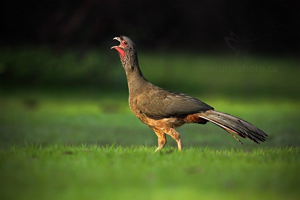 Čačalaka šedokrká (Ortalis canicollis), Čačalaka šedokrká (Ortalis canicollis) Chaco Chachalaca, Autor: Ondřej Prosický | NaturePhoto.cz, Model: Canon EOS 5D Mark II, Objektiv: Canon EF 500mm f/4 L IS USM, Ohnisková vzdálenost (EQ35mm): 500 mm, fotografováno z ruky, Clona: 6.3, Doba expozice: 1/640 s, ISO: 640, Kompenzace expozice: -1/3, Blesk: Ne, 6. září 2011 7:33:34, Barranco Alto, Pantanal (Brazílie) 