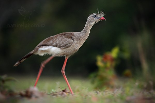 Seriema rudozobá (Cariama cristata), Seriema rudozobá (Cariama cristata) Red-legged Seriema,  Autor: Ondřej Prosický | NaturePhoto.cz, Model: Canon EOS 5D Mark II, Objektiv: Canon EF 500mm f/4 L IS USM, Ohnisková vzdálenost (EQ35mm): 500 mm, fotografováno z ruky, Clona: 5.6, Doba expozice: 1/40 s, ISO: 1600, Kompenzace expozice: -2/3, Blesk: Ne, 4. září 2011 17:39:18, Barranco Alto, Pantanal (Brazílie) 