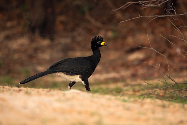 Hoko žlutozobý (Crax fasciolata), Hoko žlutozobý (Crax fasciolata) Bare-faced Curassow, Autor: Ondřej Prosický | NaturePhoto.cz, Model: Canon EOS 5D Mark II, Objektiv: Canon EF 500mm f/4 L IS USM, Ohnisková vzdálenost (EQ35mm): 500 mm, fotografováno z ruky, Clona: 5.6, Doba expozice: 1/1000 s, ISO: 800, Kompenzace expozice: -2/3, Blesk: Ne, 4. září 2011 7:08:00, Barranco Alto, Pantanal (Brazílie) 