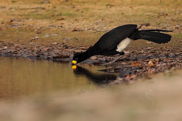 Hoko žlutozobý (Crax fasciolata), Hoko žlutozobý (Crax fasciolata) Bare-faced Curassow, Autor: Ondřej Prosický | NaturePhoto.cz, Model: Canon EOS 5D Mark II, Objektiv: Canon EF 500mm f/4 L IS USM, Ohnisková vzdálenost (EQ35mm): 500 mm, fotografováno z ruky, Clona: 7.1, Doba expozice: 1/1250 s, ISO: 800, Kompenzace expozice: -2/3, Blesk: Ne, 4. září 2011 7:09:46, Barranco Alto, Pantanal (Brazílie)
