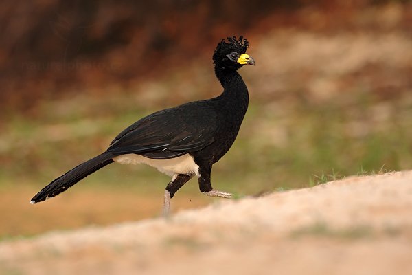 Hoko žlutozobý (Crax fasciolata), Hoko žlutozobý (Crax fasciolata) Bare-faced Curassow, Autor: Ondřej Prosický | NaturePhoto.cz, Model: Canon EOS 5D Mark II, Objektiv: Canon EF 500mm f/4 L IS USM, Ohnisková vzdálenost (EQ35mm): 500 mm, fotografováno z ruky, Clona: 5.6, Doba expozice: 1/800 s, ISO: 800, Kompenzace expozice: 0, Blesk: Ne, 4. září 2011 7:07:14, Barranco Alto, Pantanal (Brazílie) 