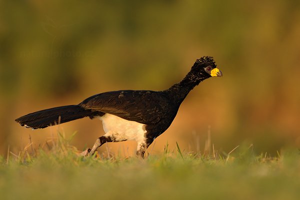 Hoko žlutozobý (Crax fasciolata), Hoko žlutozobý (Crax fasciolata) Bare-faced Curassow, Autor: Ondřej Prosický | NaturePhoto.cz, Model: Canon EOS-1D Mark III, Objektiv: Canon EF 500mm f/4 L IS USM, Ohnisková vzdálenost (EQ35mm): 650 mm, fotografováno z ruky, Clona: 5.0, Doba expozice: 1/640 s, ISO: 500, Kompenzace expozice: -1/3, Blesk: Ne, 2. září 2011 12:21:18, Barranco Alto, Pantanal (Brazílie)  