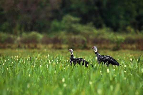 Čája obojková (Chauna torquata), Čája obojková (Chauna torquata) Southern Screamer, Autor: Ondřej Prosický | NaturePhoto.cz, Model: Canon EOS 5D Mark II, Objektiv: Canon EF 500mm f/4 L IS USM, Ohnisková vzdálenost (EQ35mm): 500 mm, fotografováno z ruky, Clona: 5.6, Doba expozice: 1/400 s, ISO: 250, Kompenzace expozice: -2/3, Blesk: Ne, 9. září 2011 15:31:59, Barranco Alto, Pantanal (Brazílie) 