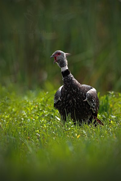 Čája obojková (Chauna torquata), Čája obojková (Chauna torquata) Southern Screamer, utor: Ondřej Prosický | NaturePhoto.cz, Model: Canon EOS 5D Mark II, Objektiv: Canon EF 500mm f/4 L IS USM, Ohnisková vzdálenost (EQ35mm): 500 mm, fotografováno z ruky, Clona: 5.0, Doba expozice: 1/1600 s, ISO: 320, Kompenzace expozice: -2/3, Blesk: Ne, 10. září 2011 9:22:42, Barranco Alto, Pantanal (Brazílie) 