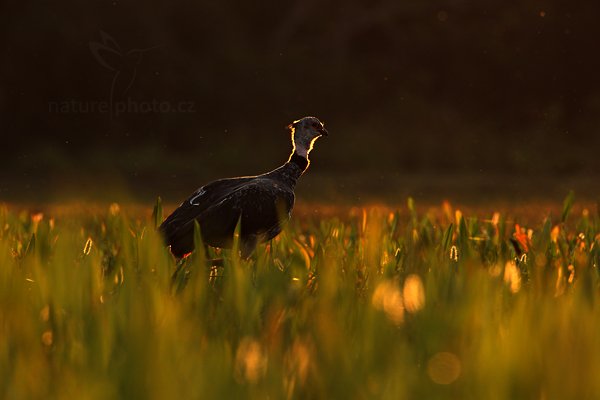 Čája obojková (Chauna torquata), Čája obojková (Chauna torquata) Southern Screamer,  Autor: Ondřej Prosický | NaturePhoto.cz, Model: Canon EOS 5D Mark II, Objektiv: Canon EF 500mm f/4 L IS USM, Ohnisková vzdálenost (EQ35mm): 700 mm, fotografováno z ruky, Clona: 9.0, Doba expozice: 1/250 s, ISO: 500, Kompenzace expozice: -2/3, Blesk: Ne, 4. září 2011 17:00:02, Barranco Alto, Pantanal (Brazílie)
