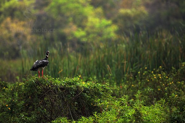 Čája obojková (Chauna torquata), Čája obojková (Chauna torquata) Southern Screamer, Autor: Ondřej Prosický | NaturePhoto.cz, Model: Canon EOS 5D Mark II, Objektiv: Canon EF 500mm f/4 L IS USM, Ohnisková vzdálenost (EQ35mm): 500 mm, fotografováno z ruky, Clona: 5.0, Doba expozice: 1/1600 s, ISO: 320, Kompenzace expozice: -2/3, Blesk: Ne, 10. září 2011 9:23:44, Barranco Alto, Pantanal (Brazílie)  