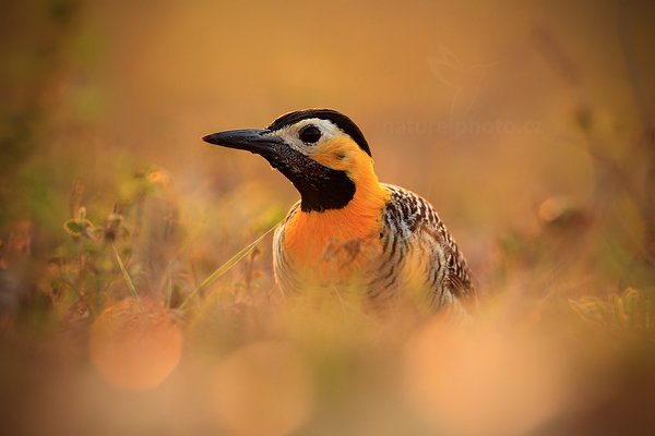 Datel campový (Colaptes campestris), Datel campový (Colaptes campestris) Campo Flicker, Autor: Ondřej Prosický | NaturePhoto.cz, Model: Canon EOS 5D Mark II, Objektiv: Canon EF 500mm f/4 L IS USM, Ohnisková vzdálenost (EQ35mm): 500 mm, fotografováno z ruky, Clona: 6.3, Doba expozice: 1/320 s, ISO: 800, Kompenzace expozice: -1, Blesk: Ne, 4. září 2011 6:14:04, Barranco Alto, Pantanal (Brazílie) 