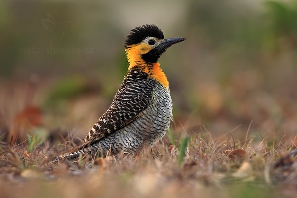 Datel campový (Colaptes campestris), Datel campový (Colaptes campestris) Campo Flicker, Autor: Ondřej Prosický | NaturePhoto.cz, Model: Canon EOS 5D Mark II, Objektiv: Canon EF 500mm f/4 L IS USM, Ohnisková vzdálenost (EQ35mm): 500 mm, fotografováno z ruky, Clona: 6.3, Doba expozice: 1/320 s, ISO: 800, Kompenzace expozice: -1, Blesk: Ne, 4. září 2011 6:14:04, Barranco Alto, Pantanal (Brazílie) 