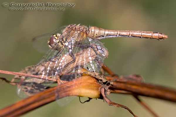 Vážka obecná (Sympetrum vulgatum), Autor: Ondřej Prosický, Model aparátu: Canon EOS 20D, Objektiv: Canon EF 100mm f/2.8 Macro USM, fotografováno z ruky, Ohnisková vzdálenost: 100.00 mm, Clona: 4.00, Doba expozice: 1/250 s, ISO: 100, Vyvážení expozice: 0.00, Blesk: Ne, Vytvořeno: 15. září 2005 15:45:26, rybník Emauzy u obce Hynčice (ČR)