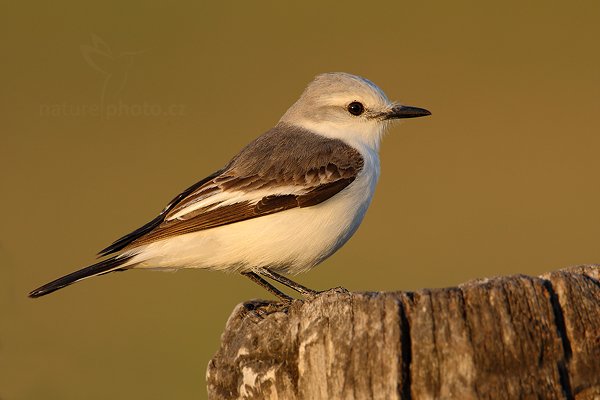 zatím neurčeno, Autor: Ondřej Prosický | NaturePhoto.cz, Model: Canon EOS-1D Mark III, Objektiv: Canon EF 500mm f/4 L IS USM, Ohnisková vzdálenost (EQ35mm): 910 mm, fotografováno z ruky, Clona: 7.1, Doba expozice: 1/500 s, ISO: 400, Kompenzace expozice: -1/3, Blesk: Ne, 3. září 2011 12:22:32, Barranco Alto, Pantanal (Brazílie) 