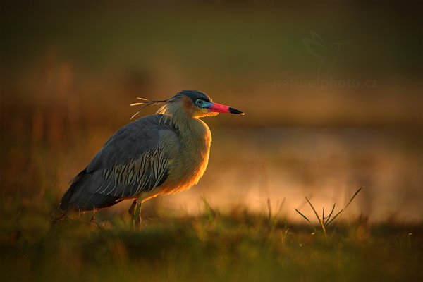 Volavka hvízdavá (Syrigma sibilatrix), Volavka hvízdavá (Syrigma sibilatrix) Whistling Heron, Autor: Ondřej Prosický | NaturePhoto.cz, Model: Canon EOS-1D Mark III, Objektiv: Canon EF 500mm f/4 L IS USM, Ohnisková vzdálenost (EQ35mm): 650 mm, fotografováno z ruky, Clona: 5.0, Doba expozice: 1/500 s, ISO: 500, Kompenzace expozice: -1, Blesk: Ne, 2. září 2011 12:09:40, Barranco Alto, Pantanal (Brazílie) 