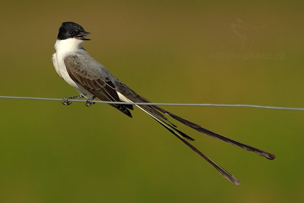 Tyran savanový (Tyrannus savana), Tyran savanový (Tyrannus savana) Fork-tailed Flycatcher, Autor: Ondřej Prosický | NaturePhoto.cz, Model: Canon EOS-1D Mark III, Objektiv: Canon EF 500mm f/4 L IS USM, Ohnisková vzdálenost (EQ35mm): 650 mm, fotografováno z ruky, Clona: 6.3, Doba expozice: 1/1600 s, ISO: 200, Kompenzace expozice: -2/3, Blesk: Ano, 2. září 2011 15:30:18, Barranco Alto, Pantanal (Brazílie) 