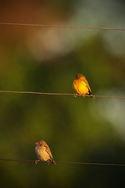 Šafránka velká (Sicalis flaveola), Šafránka velká (Sicalis flaveola) Saffron Finch, Autor: Ondřej Prosický | NaturePhoto.cz, Model: Canon EOS 5D Mark II, Objektiv: Canon EF 500mm f/4 L IS USM, Ohnisková vzdálenost (EQ35mm): 500 mm, fotografováno z ruky, Clona: 5.6, Doba expozice: 1/640 s, ISO: 640, Kompenzace expozice: -1, Blesk: Ne, 12. září 2011 6:03:29, Barranco Alto, Pantanal (Brazílie)