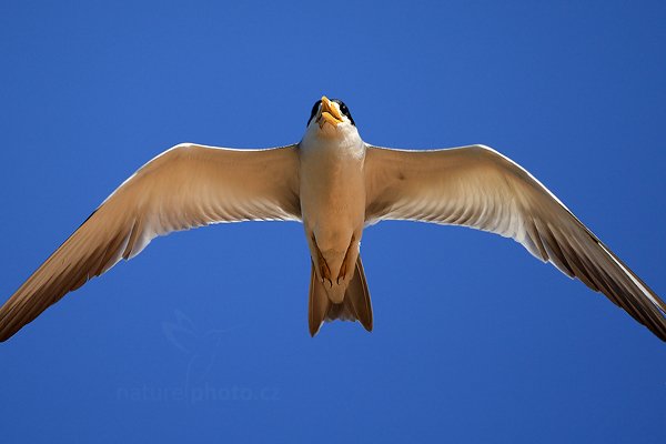 Rybák žlutozobý (Phaetusa simplex), Rybák žlutozobý (Phaetusa simplex) Large-billed Tern, Autor: Ondřej Prosický | NaturePhoto.cz, Model: Canon EOS-1D Mark III, Objektiv: Canon EF 500mm f/4 L IS USM, Ohnisková vzdálenost (EQ35mm): 650 mm, fotografováno z ruky, Clona: 4.5, Doba expozice: 1/2000 s, ISO: 250, Kompenzace expozice: +1/3, Blesk: Ne, 2. září 2011 15:27:13, Rio Negro, Pantanal (Brazílie)  