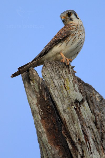 Poštolka pestrá (Falco sparverius), Poštolka pestrá Falco sparverius American Kestrel, Autor: Ondřej Prosický | NaturePhoto.cz, Model: Canon EOS-1D Mark III, Objektiv: Canon EF 500mm f/4 L IS USM, Ohnisková vzdálenost (EQ35mm): 910 mm, fotografováno z ruky, Clona: 5.6, Doba expozice: 1/1600 s, ISO: 640, Kompenzace expozice: +2/3, Blesk: Ne, 8. září 2011 7:37:48, Barranco Alto, Pantanal (Brazílie) 