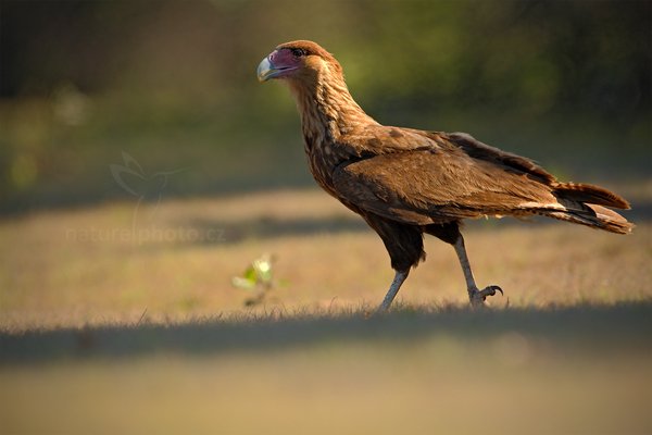 Karančo jižní (Caracara plancus), Karančo jižní (Caracara plancus) Southern Caracara,  Autor: Ondřej Prosický | NaturePhoto.cz, Model: Canon EOS-1D Mark III, Objektiv: Canon EF 500mm f/4 L IS USM, Ohnisková vzdálenost (EQ35mm): 650 mm, fotografováno z ruky, Clona: 5.6, Doba expozice: 1/1000 s, ISO: 400, Kompenzace expozice: -1/3, Blesk: Ne, 2. září 2011 20:51:07, Barranco Alto, Pantanal (Brazílie) 