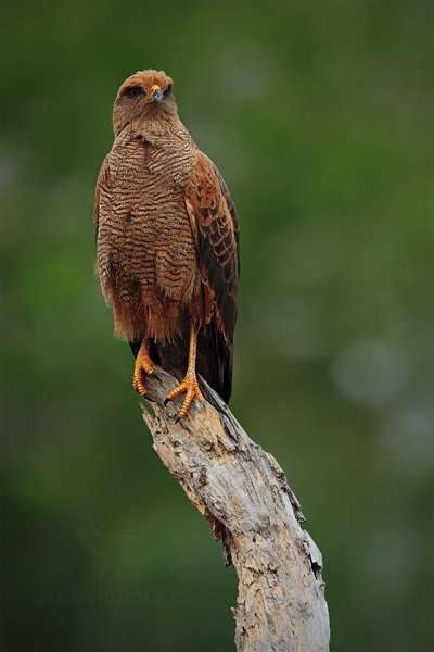 Káně savanová (Buteogallus meridionalis), Káně savanová (Buteogallus meridionalis) Savanna Hawk, Autor: Ondřej Prosický | NaturePhoto.cz, Model: Canon EOS 5D Mark II, Objektiv: Canon EF 500mm f/4 L IS USM, Ohnisková vzdálenost (EQ35mm): 700 mm, fotografováno z ruky, Clona: 7.1, Doba expozice: 1/1600 s, ISO: 640, Kompenzace expozice: -1, Blesk: Ne, 10. září 2011 12:07:23, Barranco Alto, Pantanal (Brazílie) 