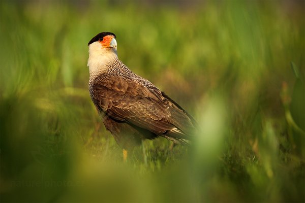 Karančo jižní (Caracara plancus), Karančo jižní (Caracara plancus) Southern, Autor: Ondřej Prosický | NaturePhoto.cz, Model: Canon EOS 5D Mark II, Objektiv: Canon EF 500mm f/4 L IS USM, Ohnisková vzdálenost (EQ35mm): 500 mm, fotografováno z ruky, Clona: 7.1, Doba expozice: 1/400 s, ISO: 640, Kompenzace expozice: -2/3, Blesk: Ne, 13. září 2011 6:06:30, Barranco Alto, Pantanal (Brazílie)  