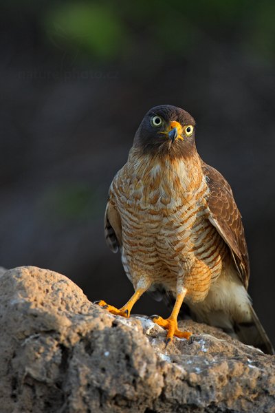 zatím neurčeno, Autor: Ondřej Prosický | NaturePhoto.cz, Model: Canon EOS-1D Mark III, Objektiv: Canon EF 500mm f/4 L IS USM, Ohnisková vzdálenost (EQ35mm): 650 mm, fotografováno z ruky, Clona: 5.0, Doba expozice: 1/1000 s, ISO: 800, Kompenzace expozice: -2/3, Blesk: Ne, 13. září 2011 6:46:11, Barranco Alto, Pantanal (Brazílie) 