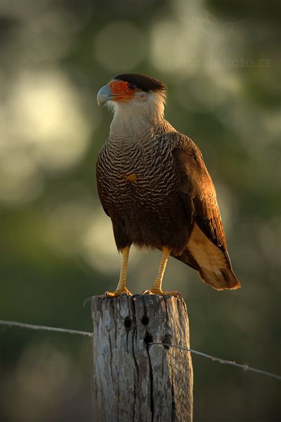 Karančo jižní (Caracara plancus), Karančo jižní Caracara plancus Southern, Autor: Ondřej Prosický | NaturePhoto.cz, Model: Canon EOS 5D Mark II, Objektiv: Canon EF 500mm f/4 L IS USM, Ohnisková vzdálenost (EQ35mm): 500 mm, fotografováno z ruky, Clona: 7.1, Doba expozice: 1/320 s, ISO: 500, Kompenzace expozice: -2/3, Blesk: Ne, 13. září 2011 6:08:05, Barranco Alto, Pantanal (Brazílie)  