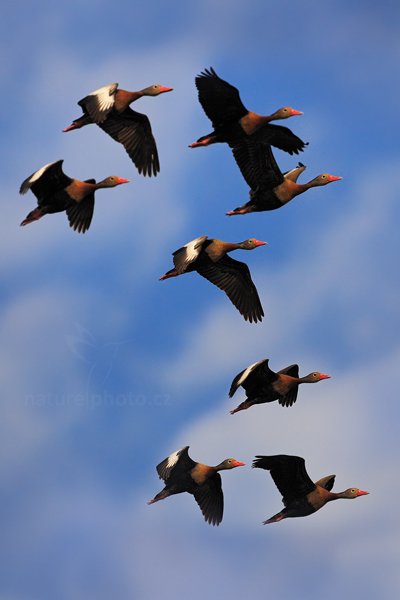 Husička podzimní (Dendrocygna autumnalis), Husička podzimní (Dendrocygna autumnalis) Black-bellied Whistling-Duck, Autor: Ondřej Prosický | NaturePhoto.cz, Model: Canon EOS 5D Mark II, Objektiv: Canon EF 500mm f/4 L IS USM, Ohnisková vzdálenost (EQ35mm): 700 mm, fotografováno z ruky, Clona: 6.3, Doba expozice: 1/2000 s, ISO: 400, Kompenzace expozice: -1/3, Blesk: Ne, Vytvořeno: 5. září 2011 10:09:30, Barranco Alto, Pantanal (Brazílie) 