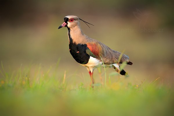 Čejka jihoamerická (Vanellus chilensis), Čejka jižní (Vanellus chilensis) Southern Lapwing, Autor: Ondřej Prosický | NaturePhoto.cz, Model: Canon EOS 5D Mark II, Objektiv: Canon EF 500mm f/4 L IS USM, Ohnisková vzdálenost (EQ35mm): 500 mm, fotografováno z ruky, Clona: 5.6, Doba expozice: 1/200 s, ISO: 800, Kompenzace expozice: -1/3, Blesk: Ne, 11. září 2011 6:00:51, Barranco Alto, Pantanal (Brazílie)