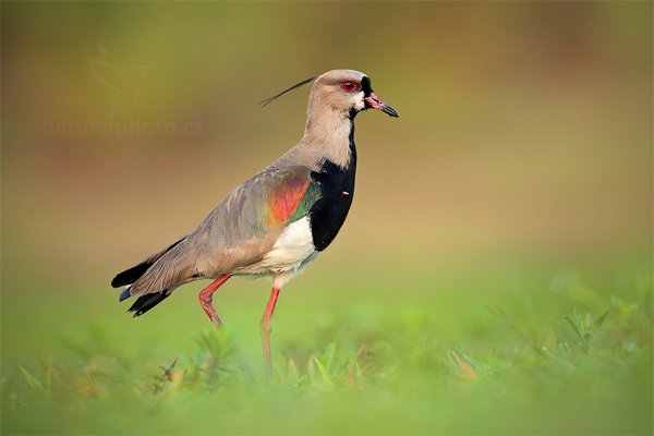 Čejka jihoamerická (Vanellus chilensis), Čejka jižní (Vanellus chilensis) Southern Lapwing, Autor: Ondřej Prosický | NaturePhoto.cz, Model: Canon EOS 5D Mark II, Objektiv: Canon EF 500mm f/4 L IS USM, Ohnisková vzdálenost (EQ35mm): 500 mm, fotografováno z ruky, Clona: 5.0, Doba expozice: 1/250 s, ISO: 800, Kompenzace expozice: -1/3, Blesk: Ne, 11. září 2011 5:57:52, Barranco Alto, Pantanal (Brazílie)  