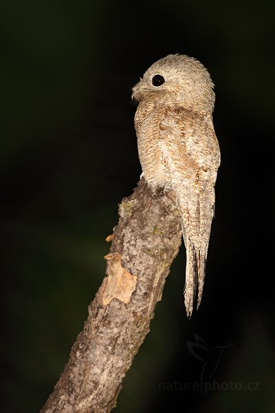 Potu velký (Nyctibius grandis), Potu velký (Nyctibius grandis) Great Potoo, Autor: Ondřej Prosický | NaturePhoto.cz, Model: Canon EOS 5D Mark II, Objektiv: Canon EF 500mm f/4 L IS USM, Ohnisková vzdálenost (EQ35mm): 500 mm, fotografováno z ruky, Clona: 5.0, Doba expozice: 1/80 s, ISO: 1250, Kompenzace expozice: +1/3, Blesk: Ne, 6. září 2011 18:37:07, Barranco Alto, Pantanal (Brazílie)  