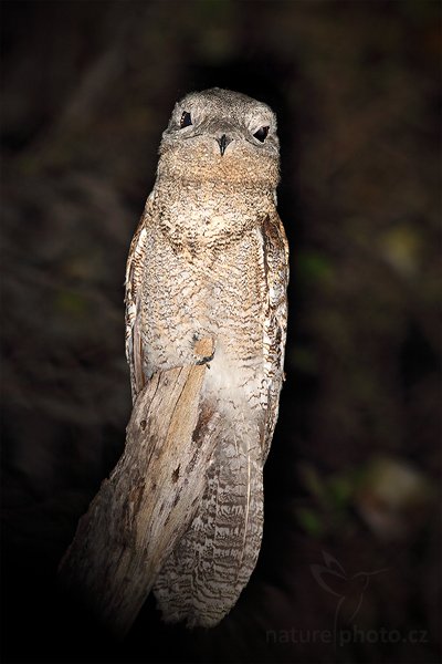 Potu velký (Nyctibius grandis), Potu velký (Nyctibius grandis) Great Potoo, Autor: Ondřej Prosický | NaturePhoto.cz, Model: Canon EOS 5D Mark II, Objektiv: Canon EF 500mm f/4 L IS USM, Ohnisková vzdálenost (EQ35mm): 500 mm, fotografováno z ruky, Clona: 6.3, Doba expozice: 1/60 s, ISO: 1000, Kompenzace expozice: +1, Blesk: Ne, 11. září 2011 18:31:08, Barranco Alto, Pantanal (Brazílie)  