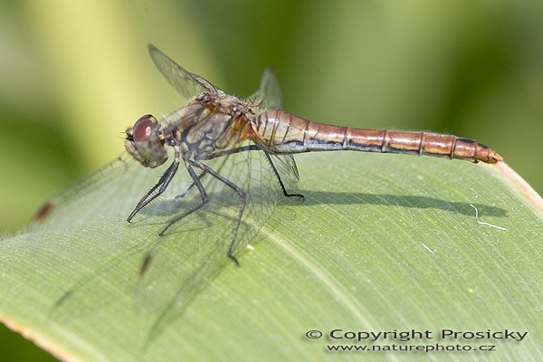 Vážka obecná (Sympetrum vulgatum), Autor: Ondřej Prosický, Model aparátu: Canon EOS 20D, Objektiv: Canon EF 100mm f/2.8 Macro USM, fotografováno z ruky, Ohnisková vzdálenost: 100.00 mm, Clona: 6.30, Doba expozice: 1/160 s, ISO: 100, Vyvážení expozice: 0.00, Blesk: Ne, Vytvořeno: 10. září 2005 11:30:19, NPR Kačák u Kladna (ČR)