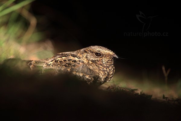 Lelek šedočelý (Nyctidromus albicollis), Lelek šedočelý (Nyctidromus albicollis) Pauraqu, Autor: Ondřej Prosický | NaturePhoto.cz, Model: Canon EOS 5D Mark II, Objektiv: Canon EF 500mm f/4 L IS USM, Ohnisková vzdálenost (EQ35mm): 500 mm, fotografováno z ruky, Clona: 4.5, Doba expozice: 1/80 s, ISO: 1250, Kompenzace expozice: 0, Blesk: Ne, 10. září 2011 18:35:11, Barranco Alto, Pantanal (Brazílie)
