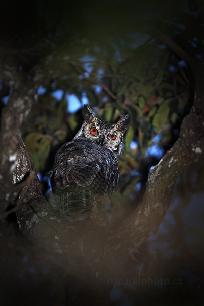 Výr virginský (Bubo virginianus), Výr virginský (Bubo virginianus) Great Horned Owl, Autor: Ondřej Prosický | NaturePhoto.cz, Model: Canon EOS 5D Mark II, Objektiv: Canon EF 500mm f/4 L IS USM, Ohnisková vzdálenost (EQ35mm): 700 mm, fotografováno z ruky, Clona: 5.6, Doba expozice: 1/125 s, ISO: 320, Kompenzace expozice: 0, Blesk: Ano, Vytvořeno: 5. září 2011 17:16:52, Barranco Alto, Pantanal (Brazílie)