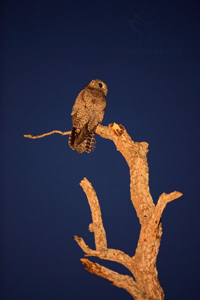 Potu obecný (Nyctibius griseus), Potu obecný (Nyctibius griseus) Common Potoo, Autor: Ondřej Prosický | NaturePhoto.cz, Model: Canon EOS 5D Mark II, Objektiv: Canon EF 500mm f/4 L IS USM, Ohnisková vzdálenost (EQ35mm): 500 mm, fotografováno z ruky, Clona: 4.5, Doba expozice: 1/40 s, ISO: 2500, Kompenzace expozice: -2/3, Blesk: Ne, 4. září 2011 18:00:58, Barranco Alto, Pantanal (Brazílie) 