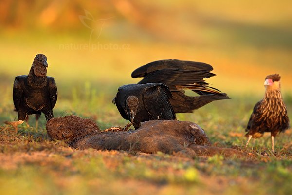 Kondor havranovitý (Cyragyps atratus), Kondor havranovitý Coragyps atratus Black Vulture, Autor: Ondřej Prosický | NaturePhoto.cz, Model: Canon EOS 5D Mark II, Objektiv: Canon EF 500mm f/4 L IS USM, Ohnisková vzdálenost (EQ35mm): 500 mm, fotografováno z ruky, Clona: 7.1, Doba expozice: 1/320 s, ISO: 500, Kompenzace expozice: -2/3, Blesk: Ne, 13. září 2011 6:08:14, Barranco Alto, Pantanal (Brazílie)  